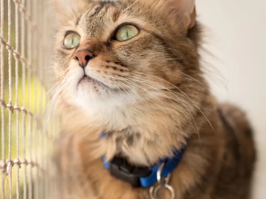 Rede de proteção em gatos curiosos