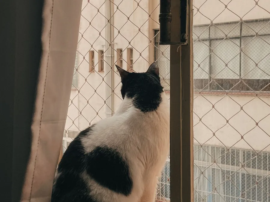 Rede de proteção em janelas para gatos